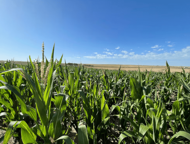 Concluyó la siembra de maíz en Buenos&nbsp;Aires