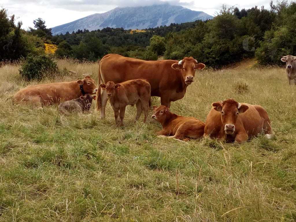 Riesgo de frontera ¿Europa aceptará carne con vacunas&nbsp;dudosas?
