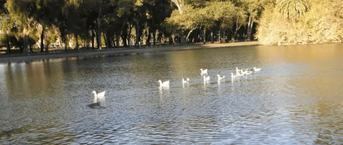 Joven roba gansos en los Lagos de&nbsp;Palermo