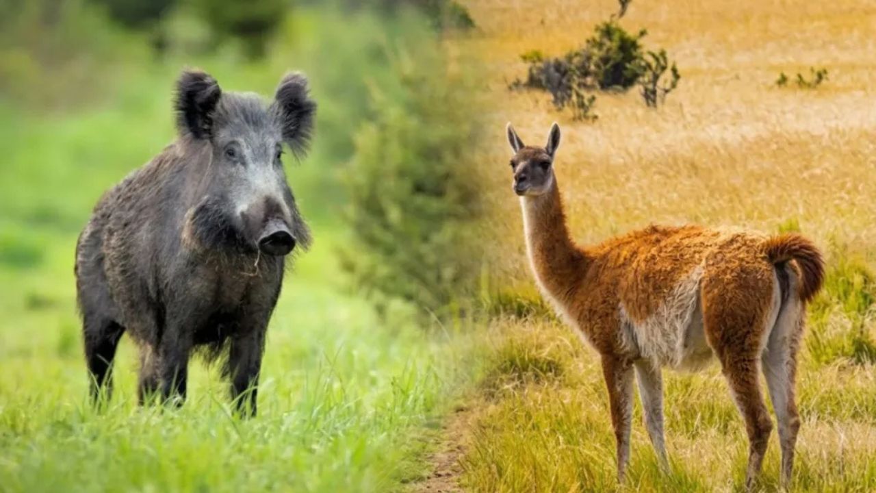 Río Negro busca incorporar carnes de jabalí y guanaco al mercado formal