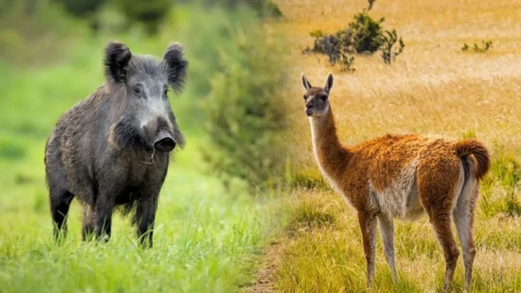 Río Negro busca incorporar carnes de jabalí y guanaco al mercado&nbsp;formal